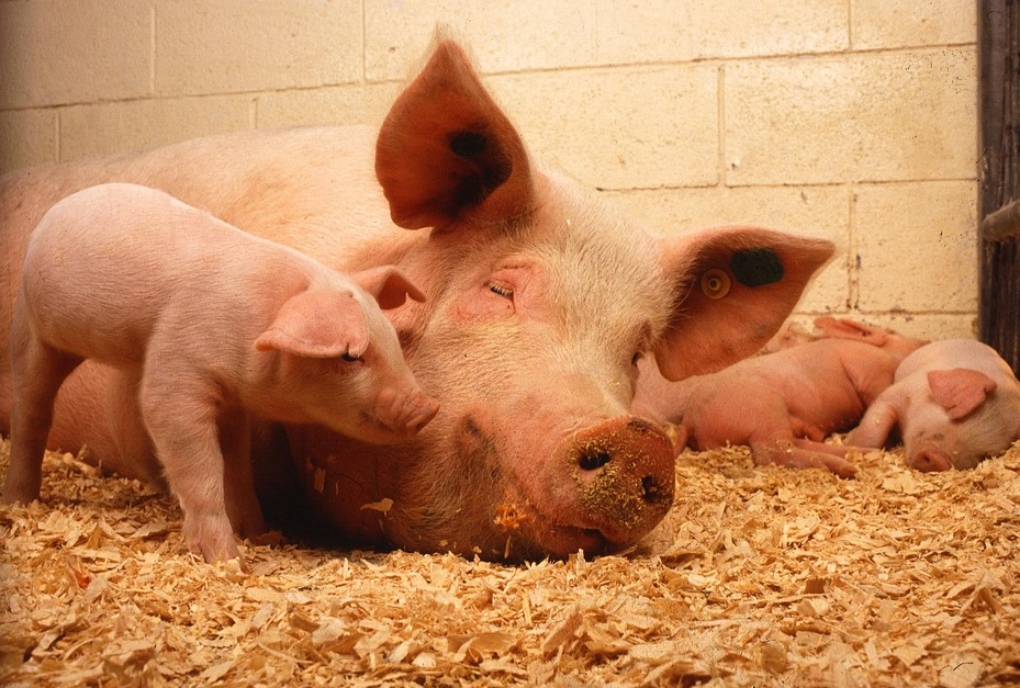 1716172141170205.png hbpgyfaufkn97711.png