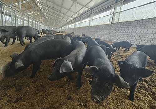 1764923455120021.png 003.png